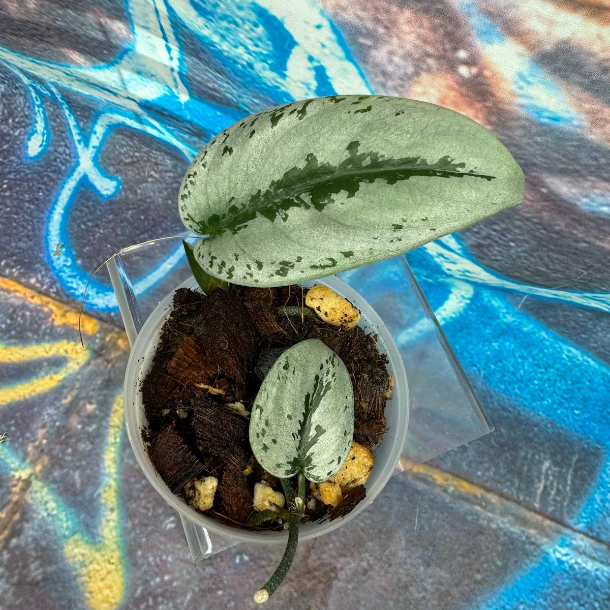 Scindapsus Silver Sierra - #SCSS000020
