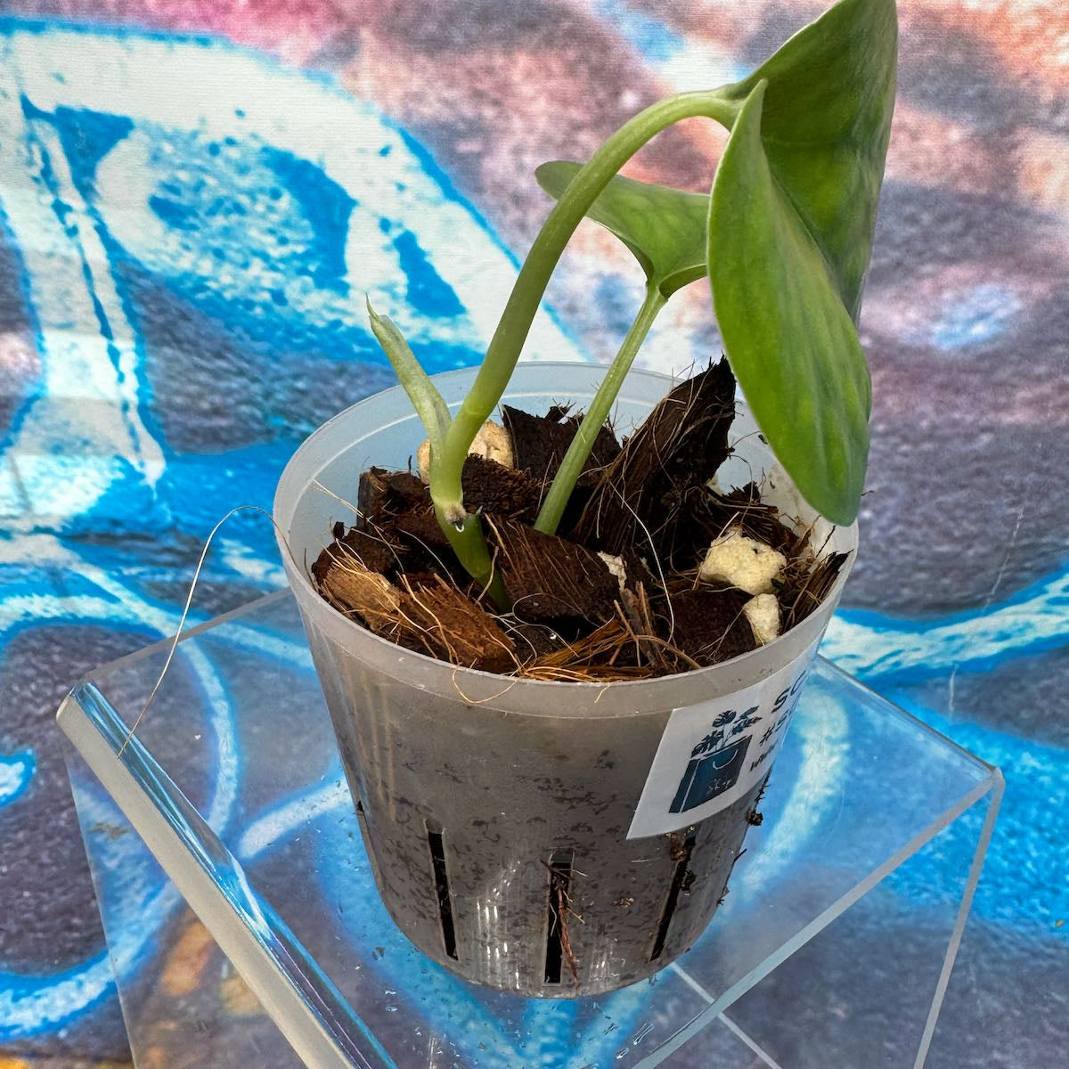 Scindapsus Lucens - SCLU000047