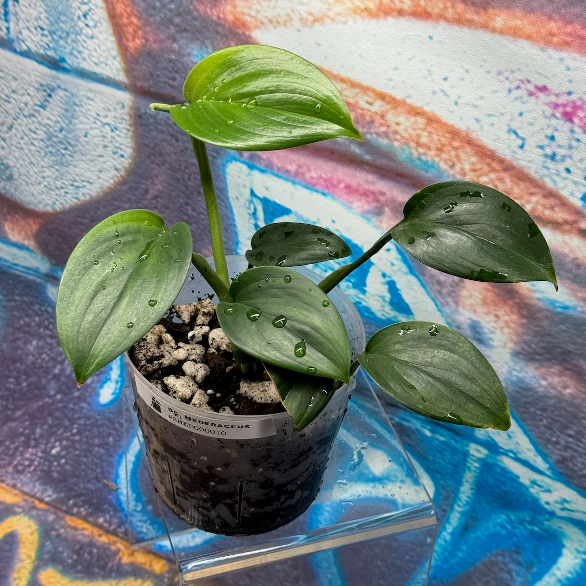 Scindapsus hederaceus - #SHED000010