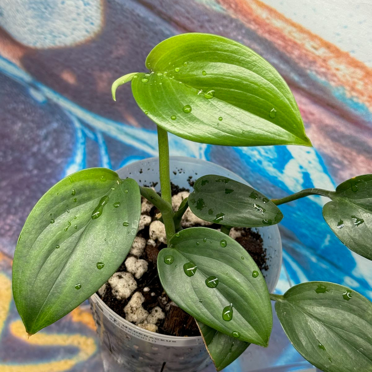 Scindapsus hederaceus - #SHED000010