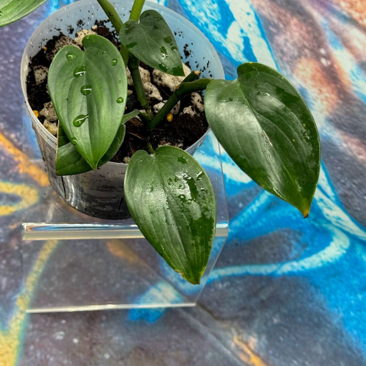 Scindapsus hederaceus - #SHED000010