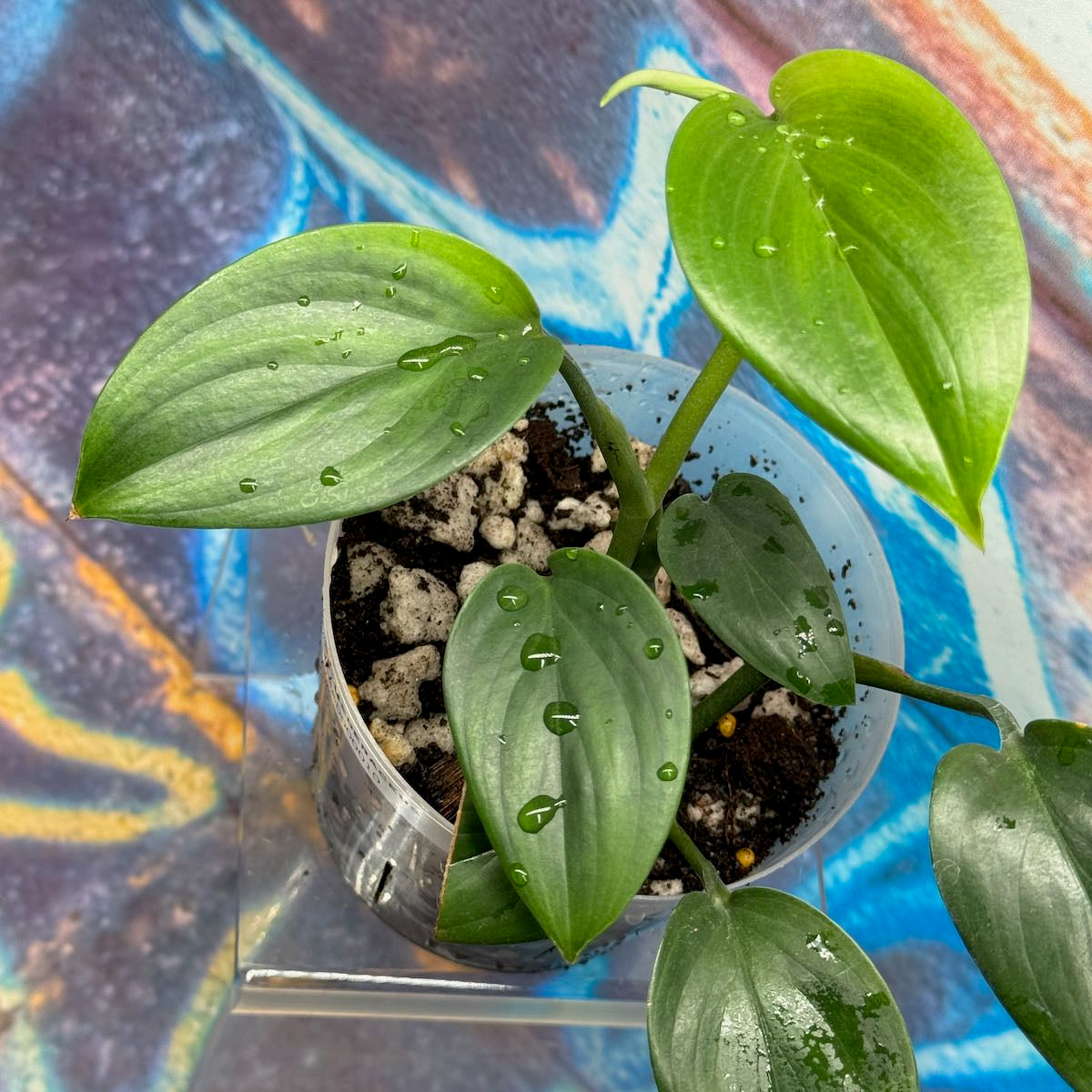Scindapsus hederaceus - #SHED000010