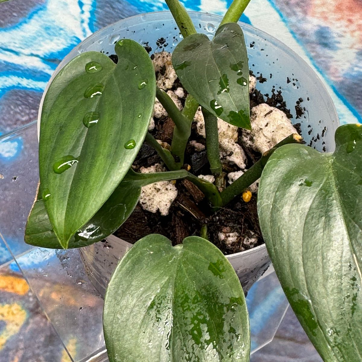 Scindapsus hederaceus - #SHED000010