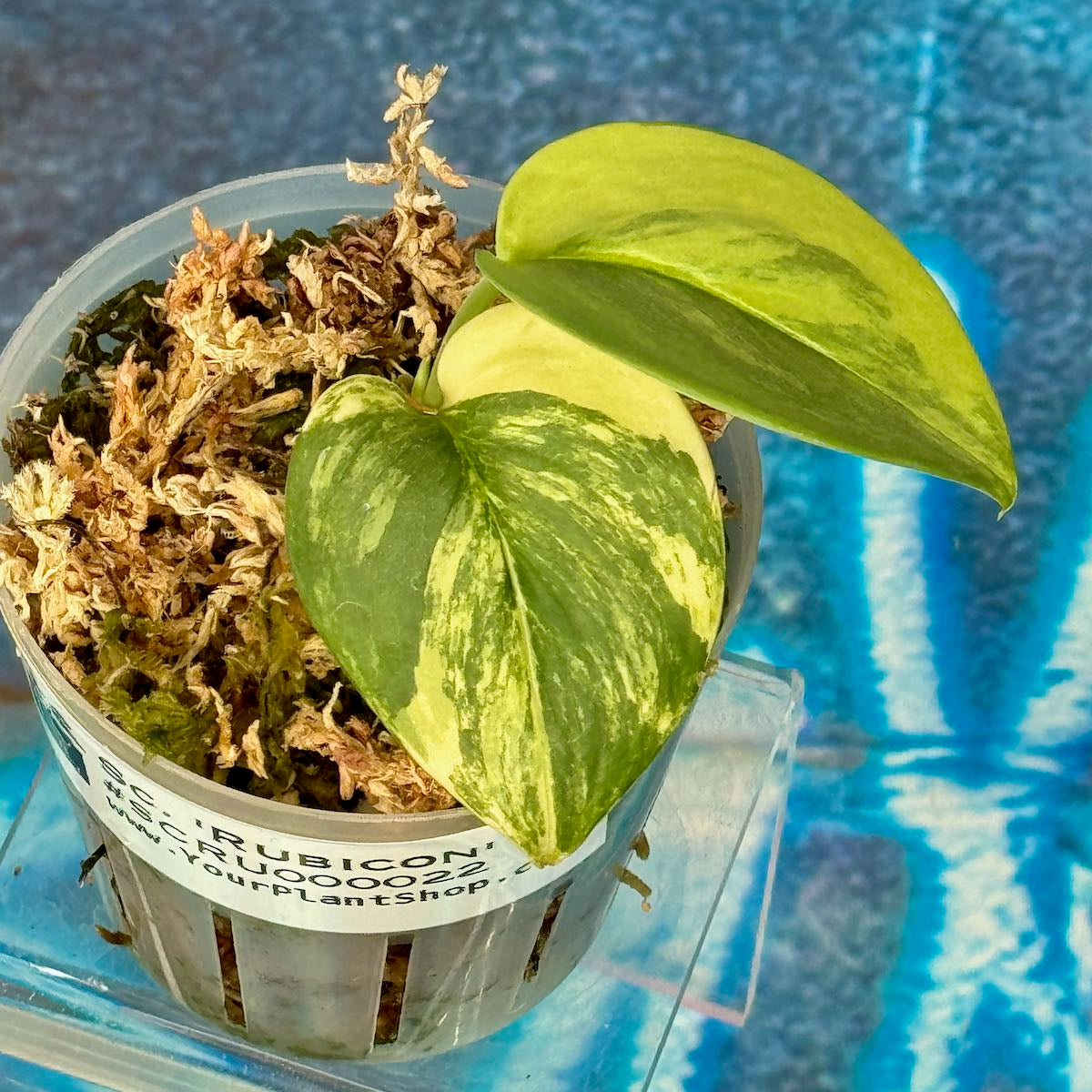 Scindapsus Rubicon - #SCRU000022