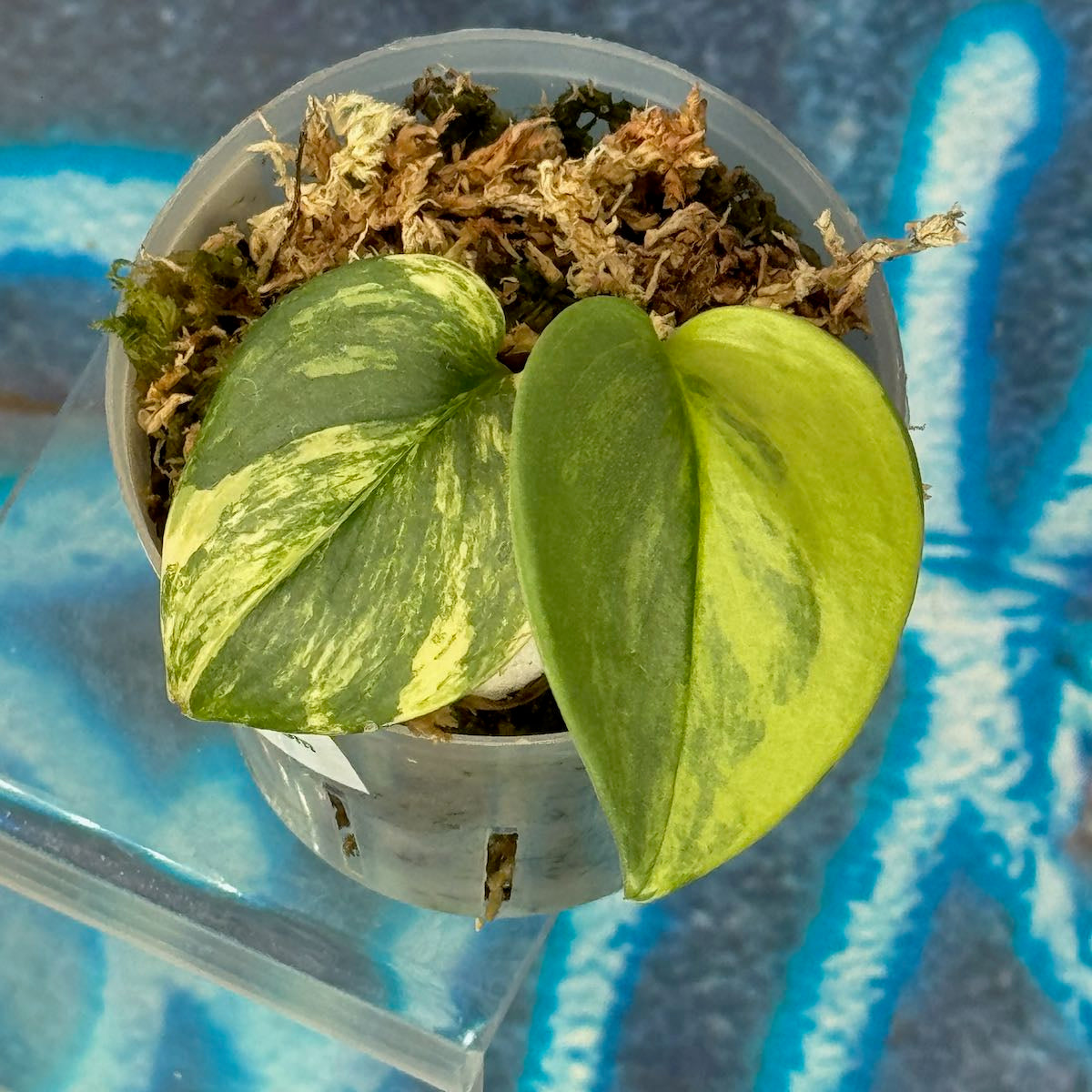 Scindapsus Rubicon - #SCRU000022