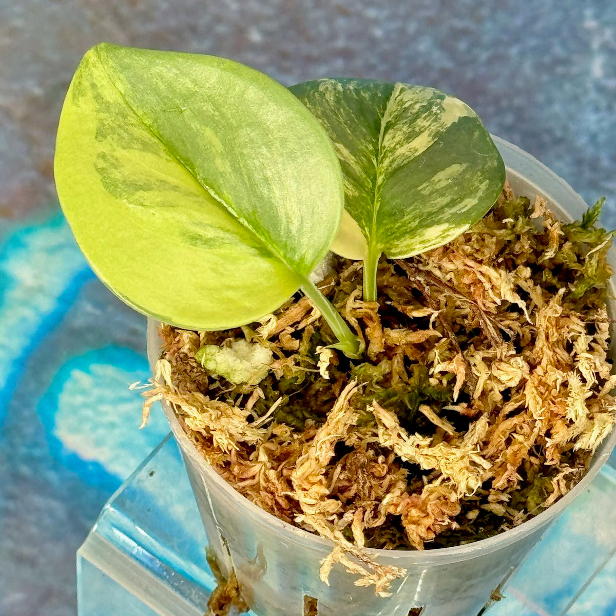 Scindapsus Rubicon - #SCRU000022