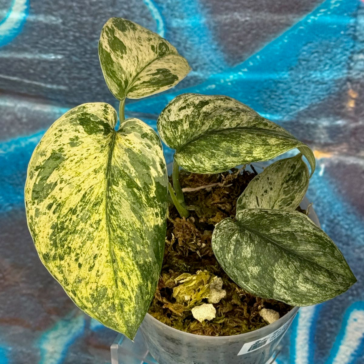 Scindapsus 'Creme Brulee' - #SCCB000015