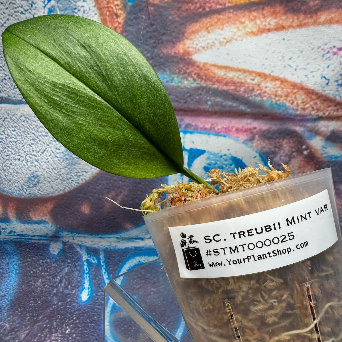 Scindapsus treubii Mint -STMT000025