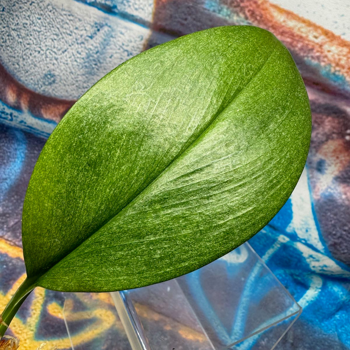 Scindapsus treubii Mint -STMT000025