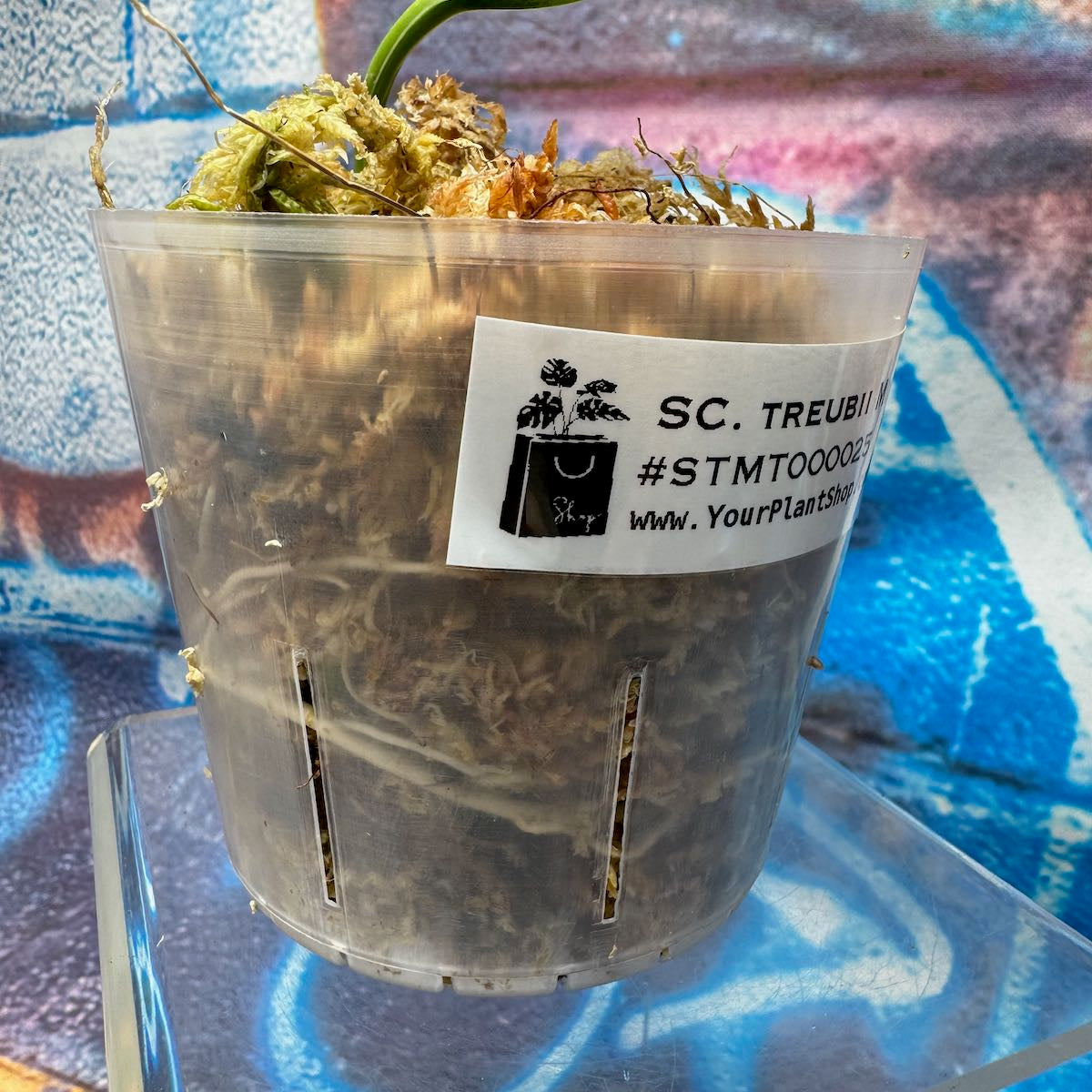 Scindapsus treubii Mint -STMT000025