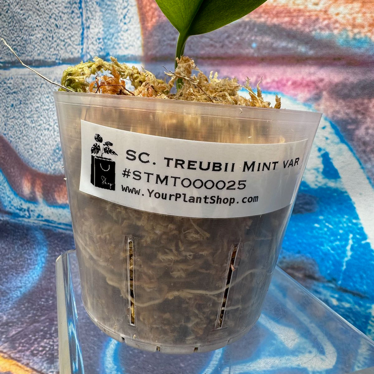 Scindapsus treubii Mint -STMT000025