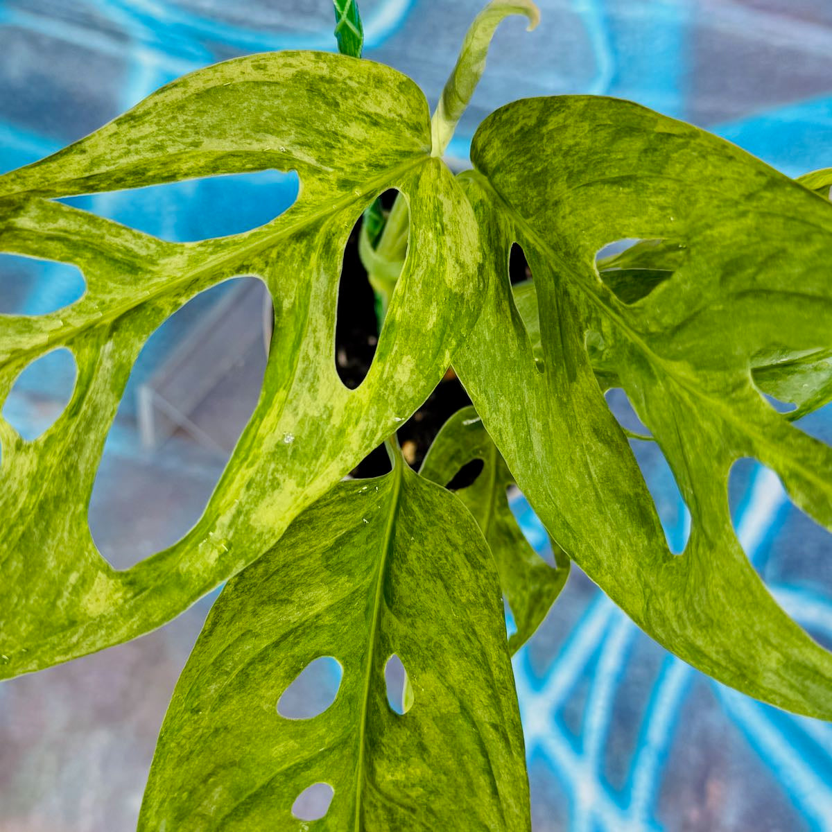Monstera adansonii variegated (Indo Mint) - MAMT000038