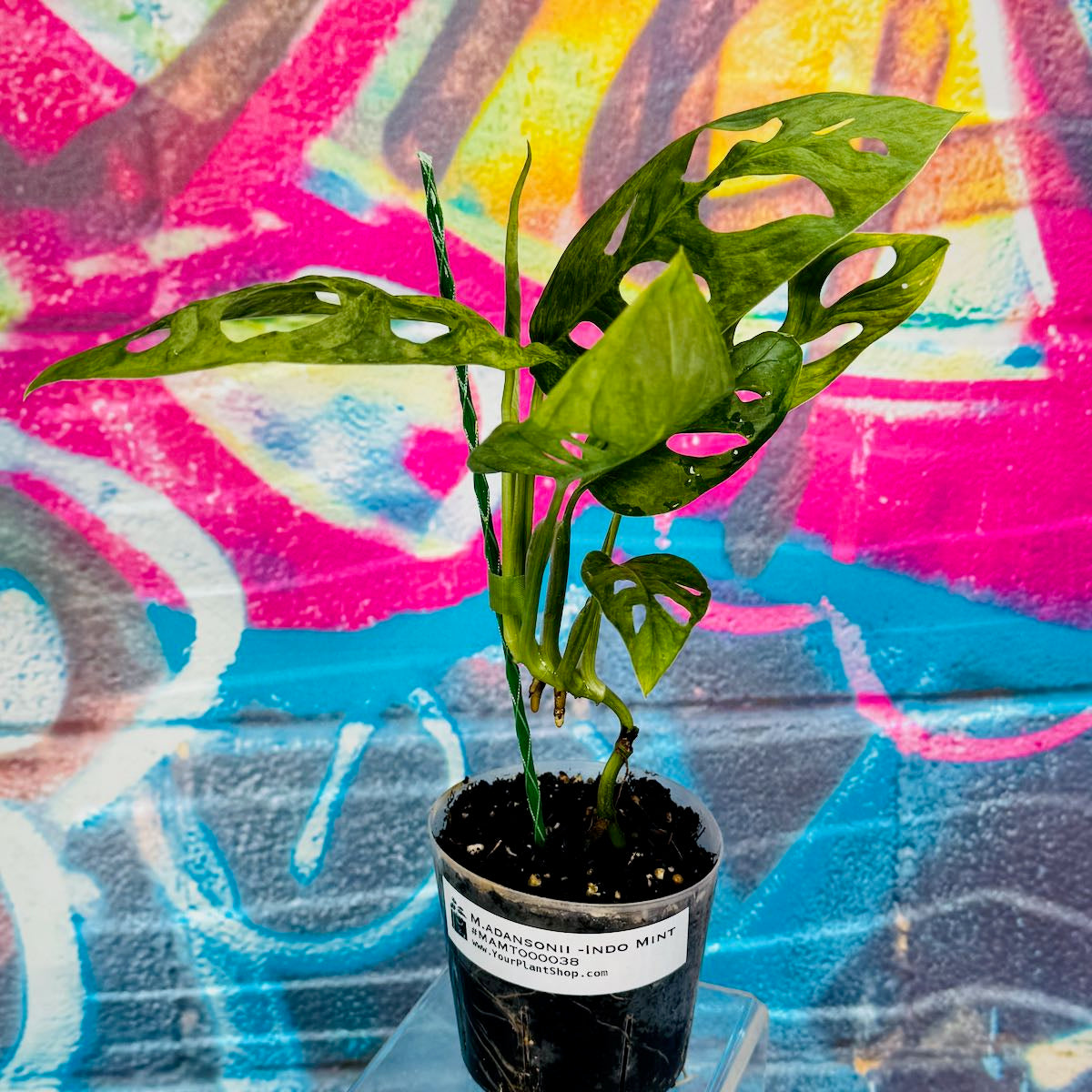Monstera adansonii variegated (Indo Mint) - MAMT000038