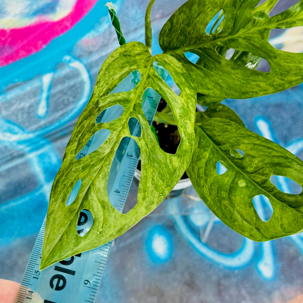 Monstera adansonii variegated (Indo Mint) - MAMT000038