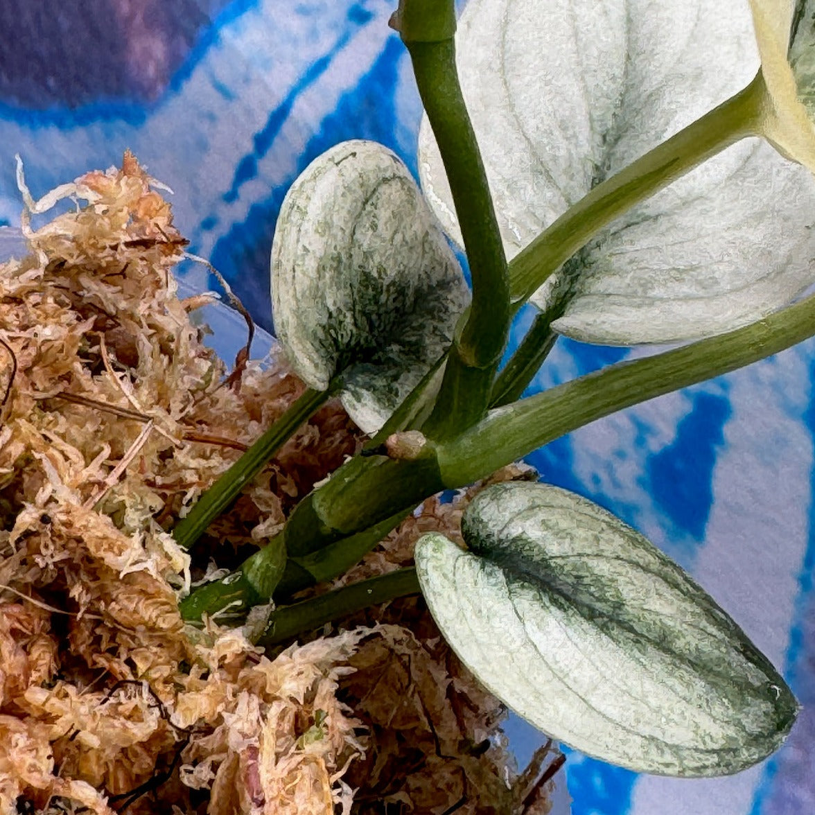 Scindapsus 'Mayari' - SCMA000047