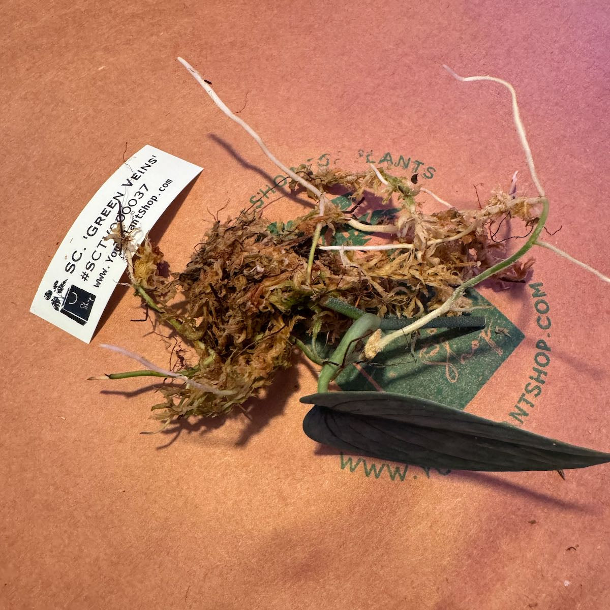 Scindapsus NOID 'Green Veins' - #SCGV000037