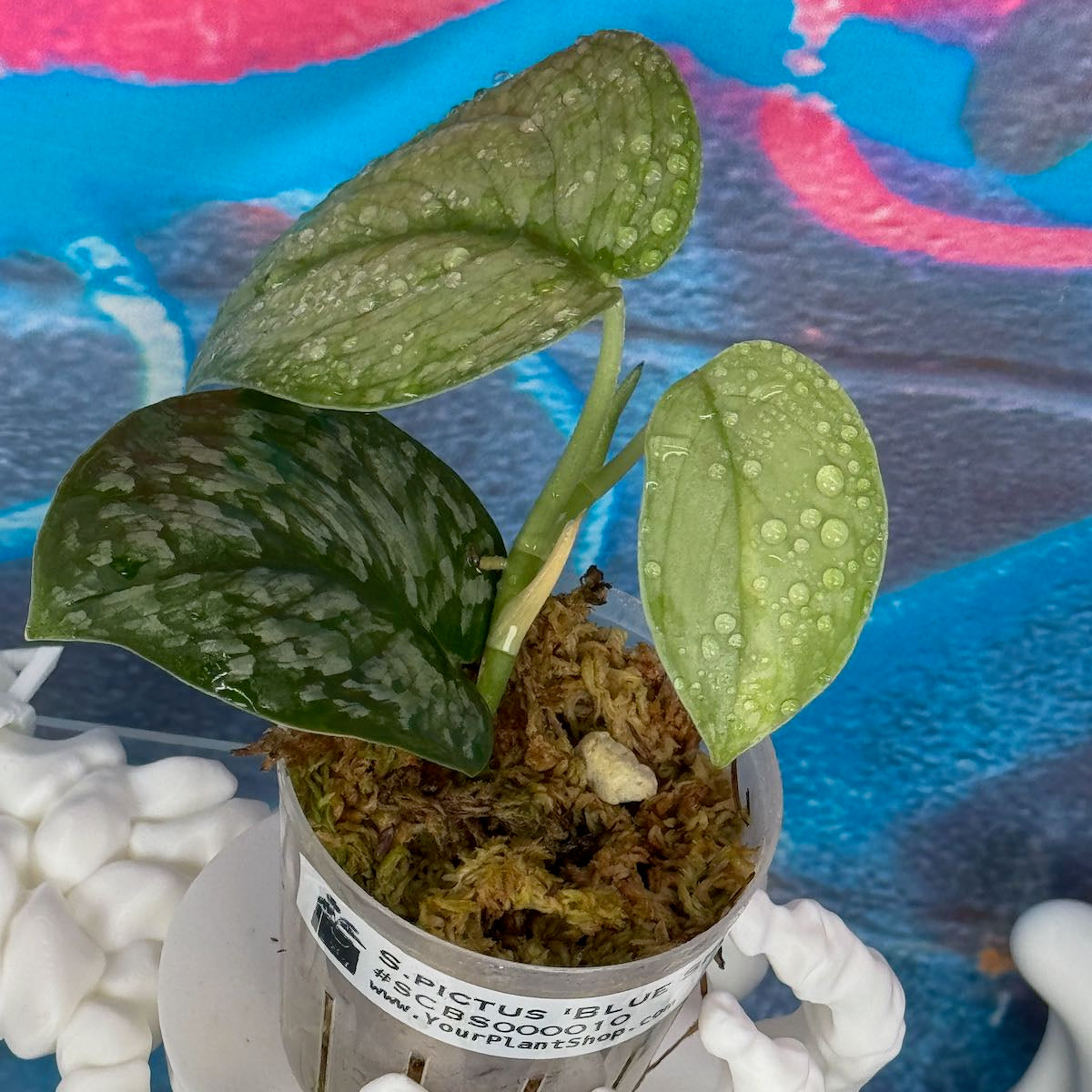 Scindapsus pictus 'Blue Splash' - #SCBS000010
