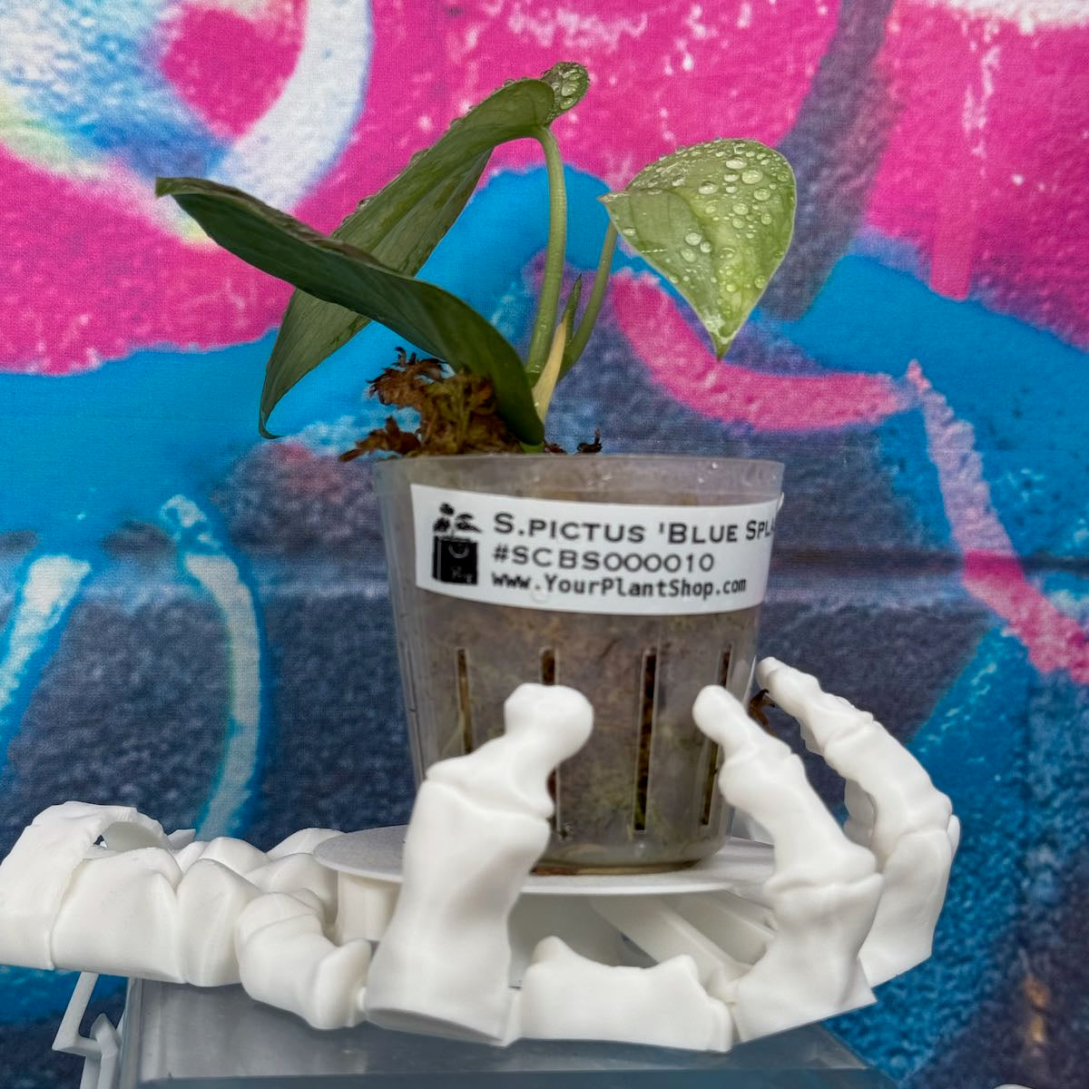 Scindapsus pictus 'Blue Splash' - #SCBS000010