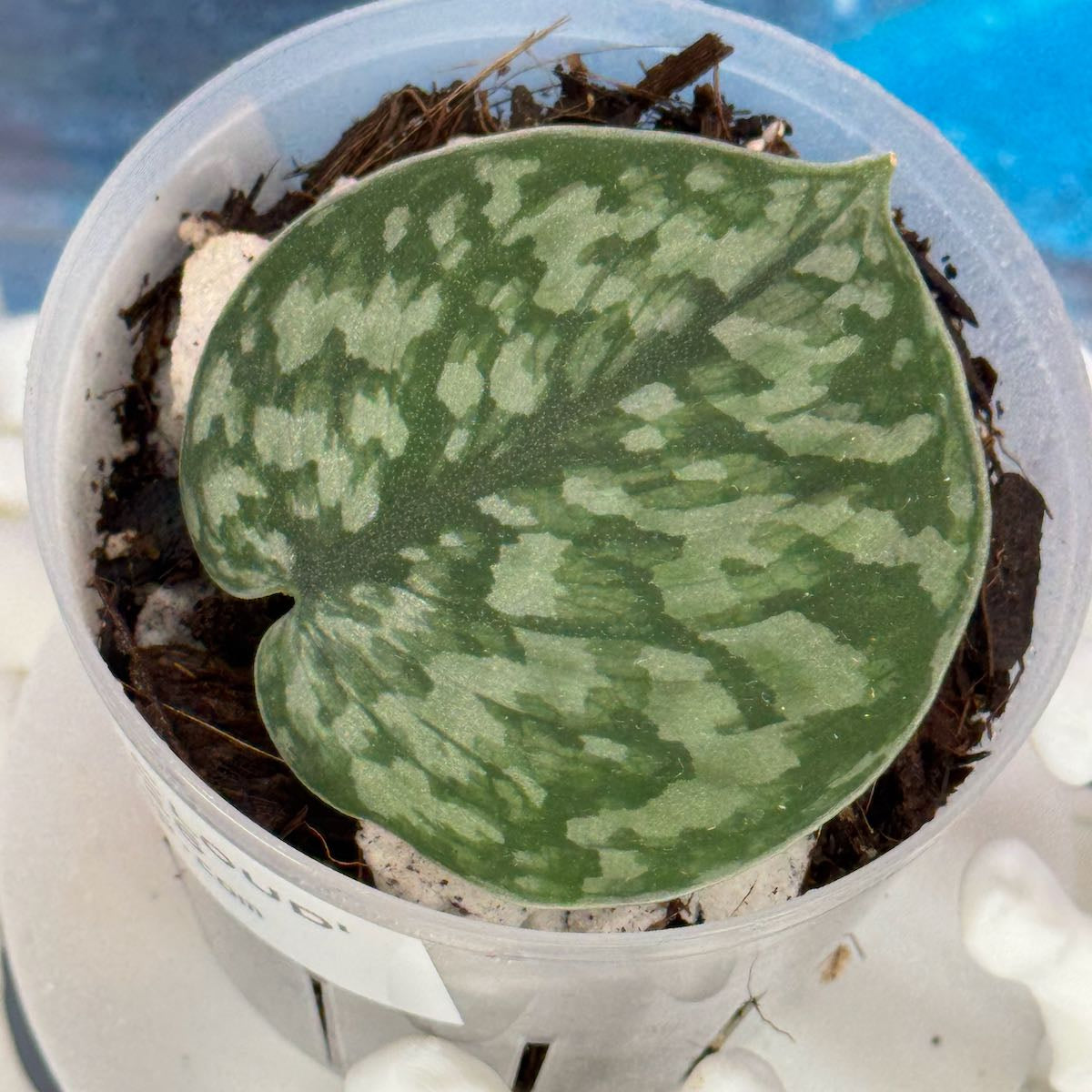 Scindapsus 'Silver Cloud' - #SCSC000026