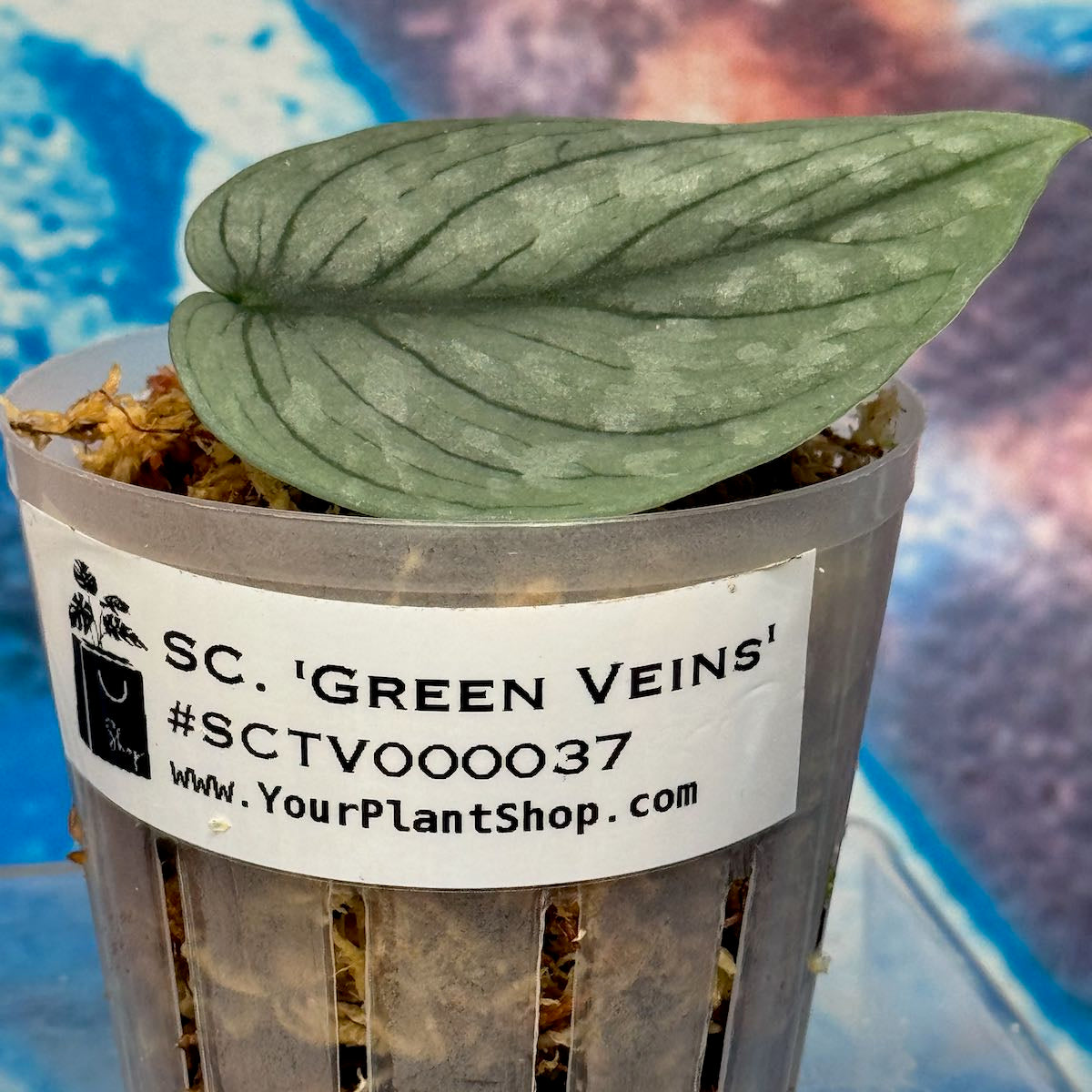 Scindapsus NOID 'Green Veins' - #SCGV000037