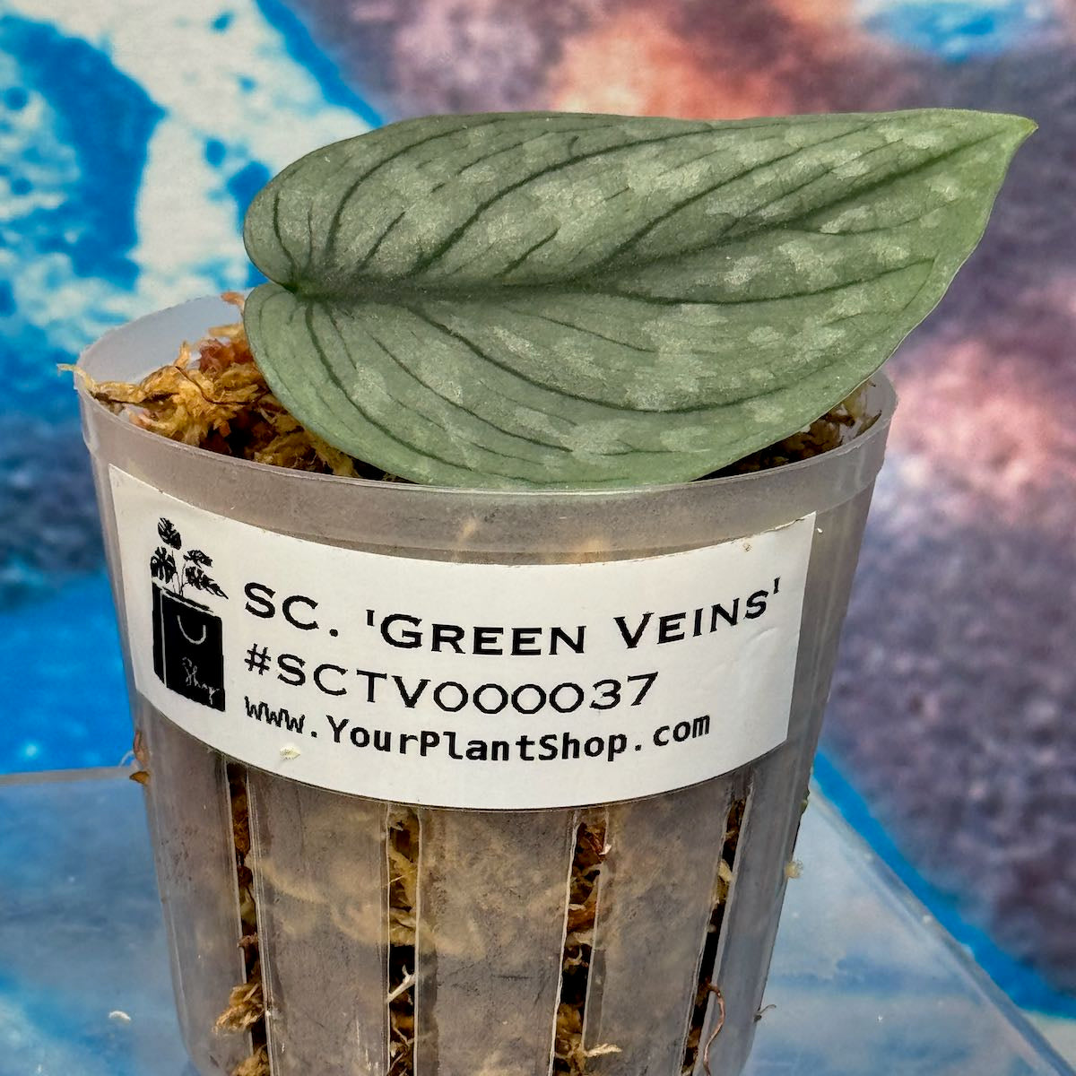 Scindapsus NOID 'Green Veins' - #SCGV000037