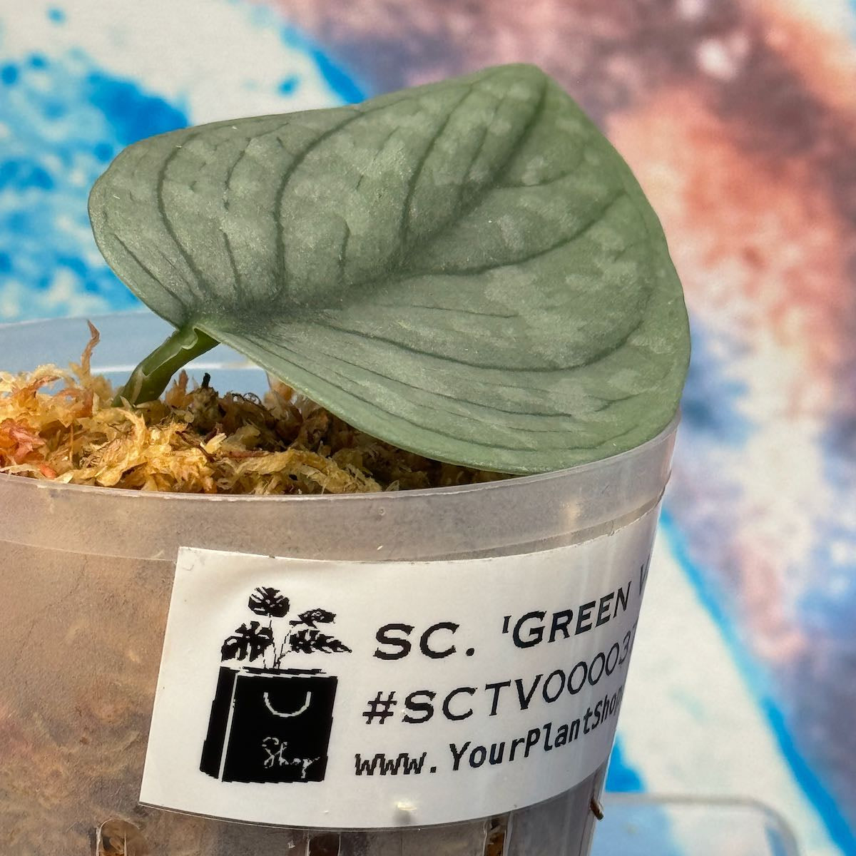 Scindapsus NOID 'Green Veins' - #SCGV000037
