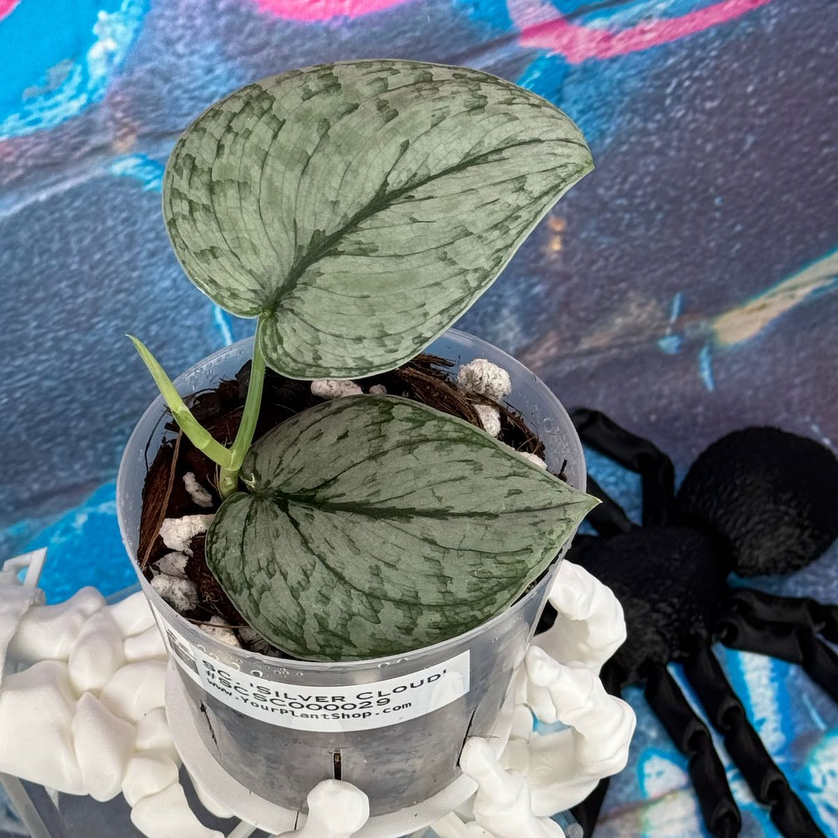Scindapsus 'Silver Cloud' - #SCSC000029 – YourPlantShop.com