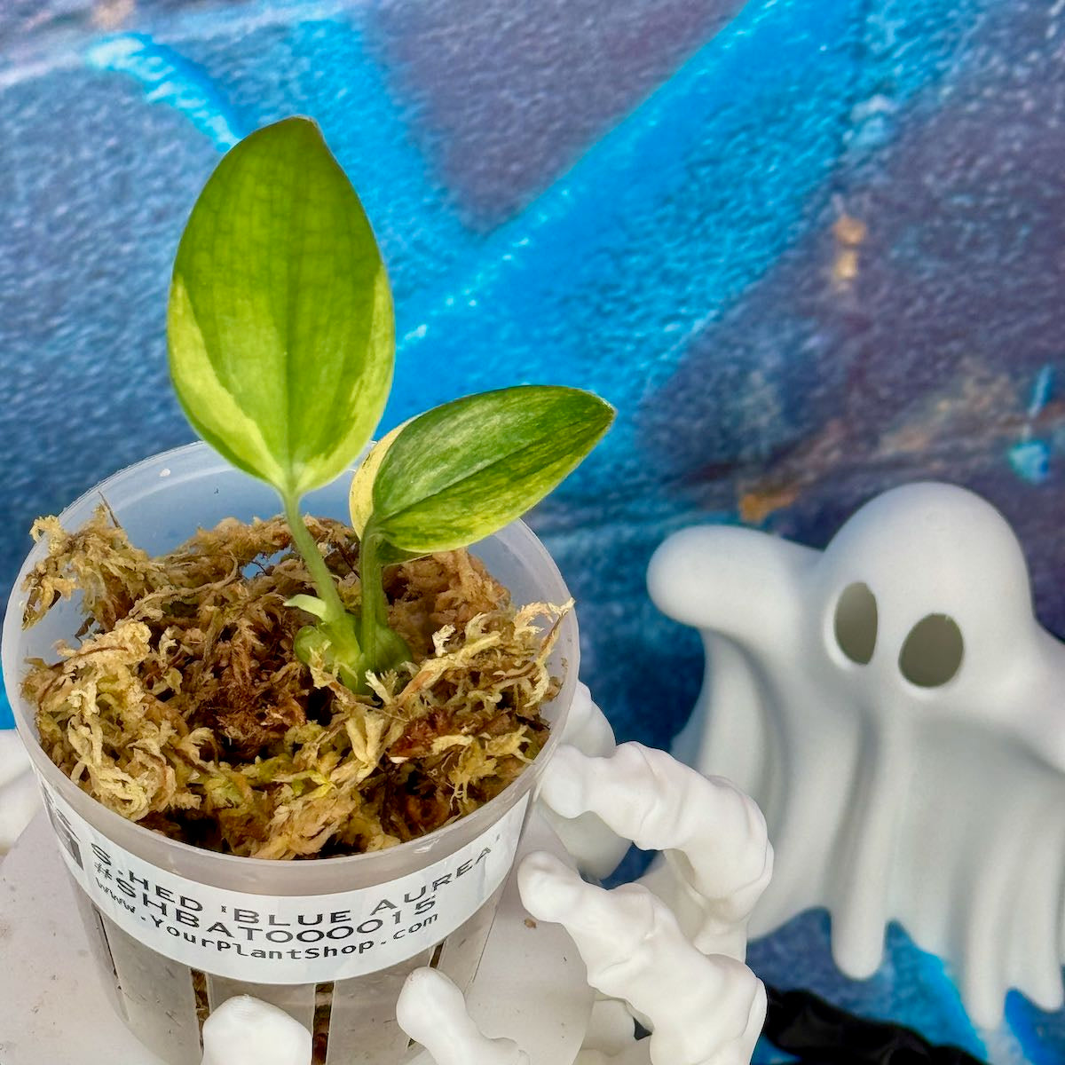 Scindapsus hederaceus 'Blue Aurea'- SHBAT00015