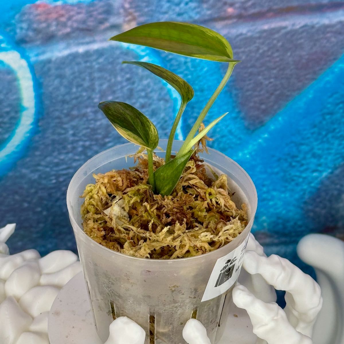 Scindapsus hederaceus 'Blue Aurea'- SHBAT00015