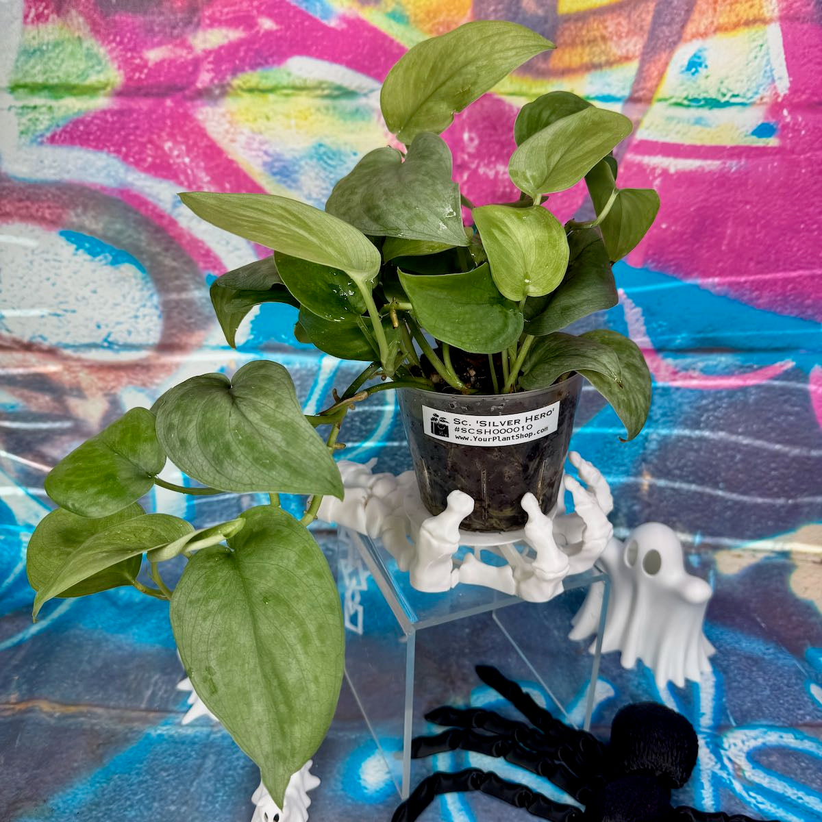 Scindapsus pictus 'Silver Hero' - #SCSH000010