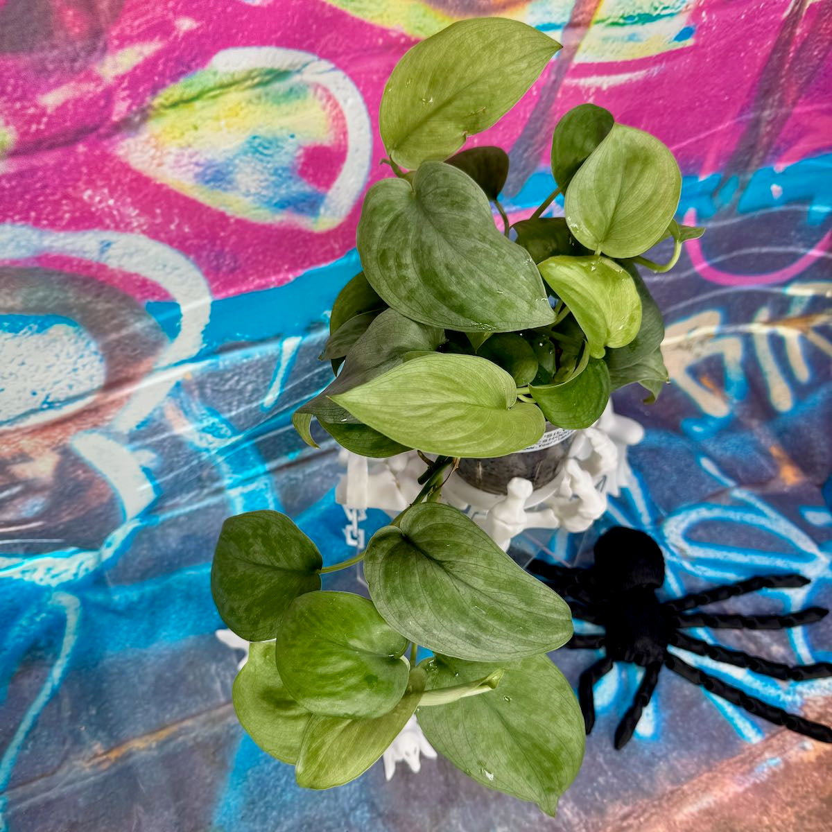 Scindapsus pictus 'Silver Hero' - #SCSH000010