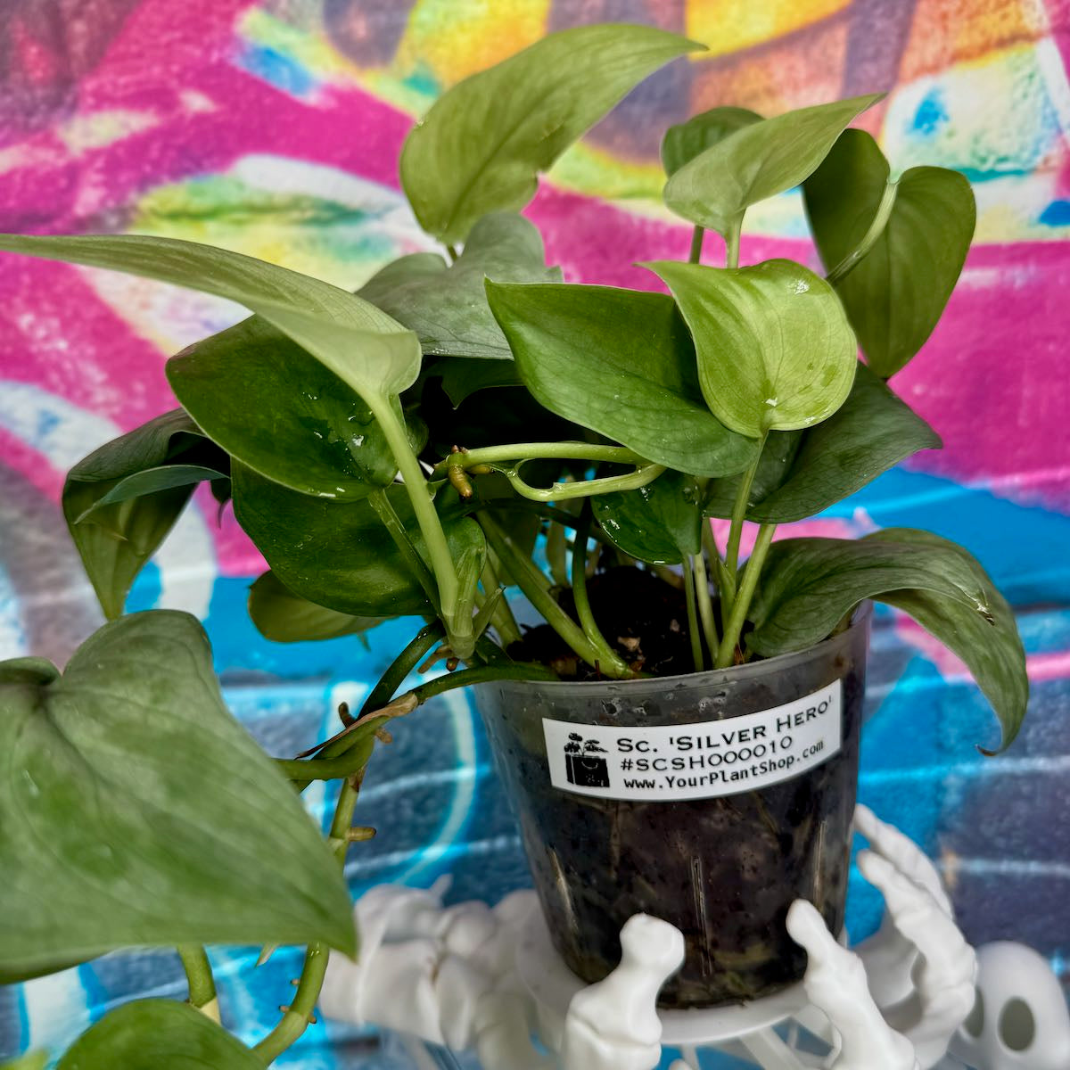 Scindapsus pictus 'Silver Hero' - #SCSH000010