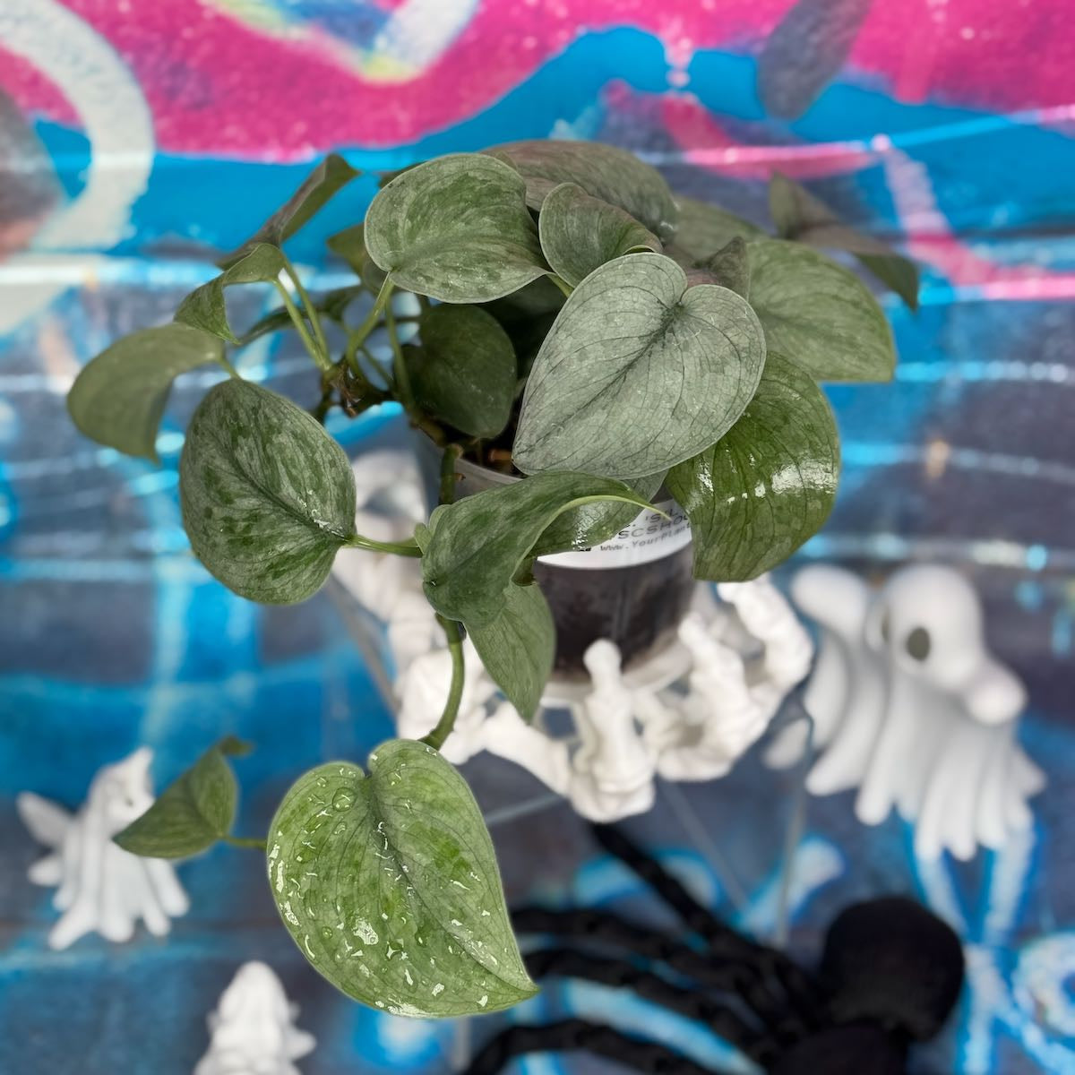 Scindapsus pictus 'Silver Hero' - #SCSH000013