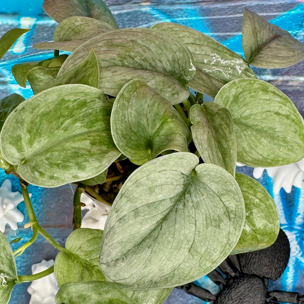 Scindapsus pictus 'Silver Hero' - #SCSH000013