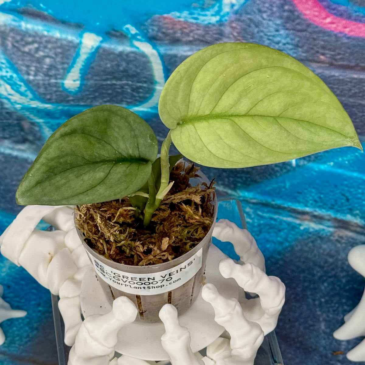 Scindapsus pictus 'Green Veins' - #SCGV000070