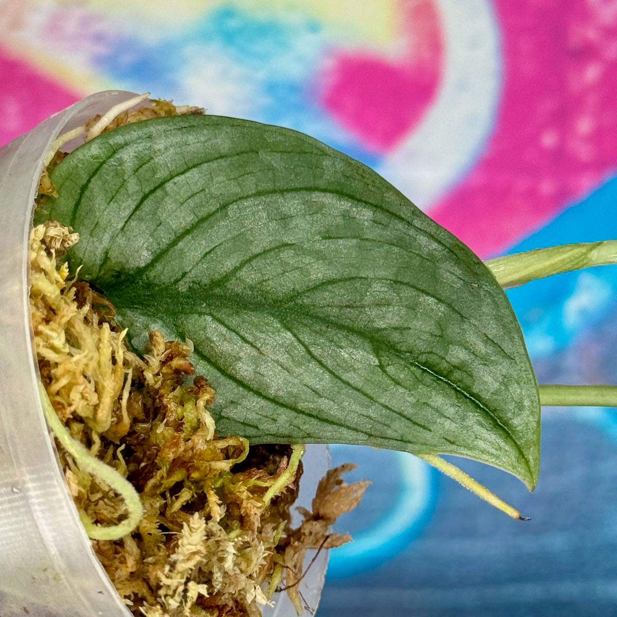 Scindapsus pictus 'Green Veins' - #SCGV000070