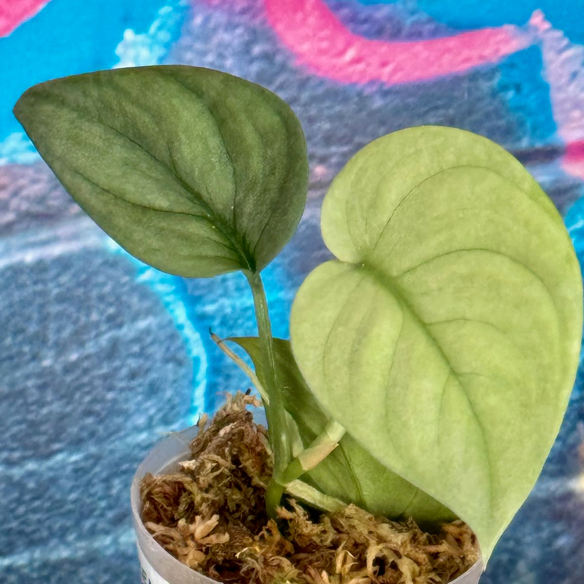 Scindapsus pictus 'Green Veins' - #SCGV000070