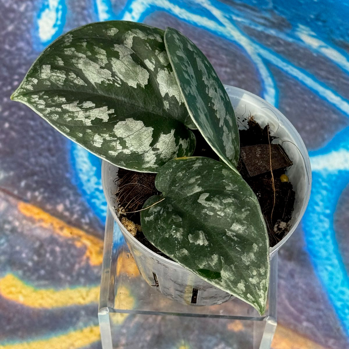 Scindapsus Dark Princess Tricolor NOID - SCDP000053