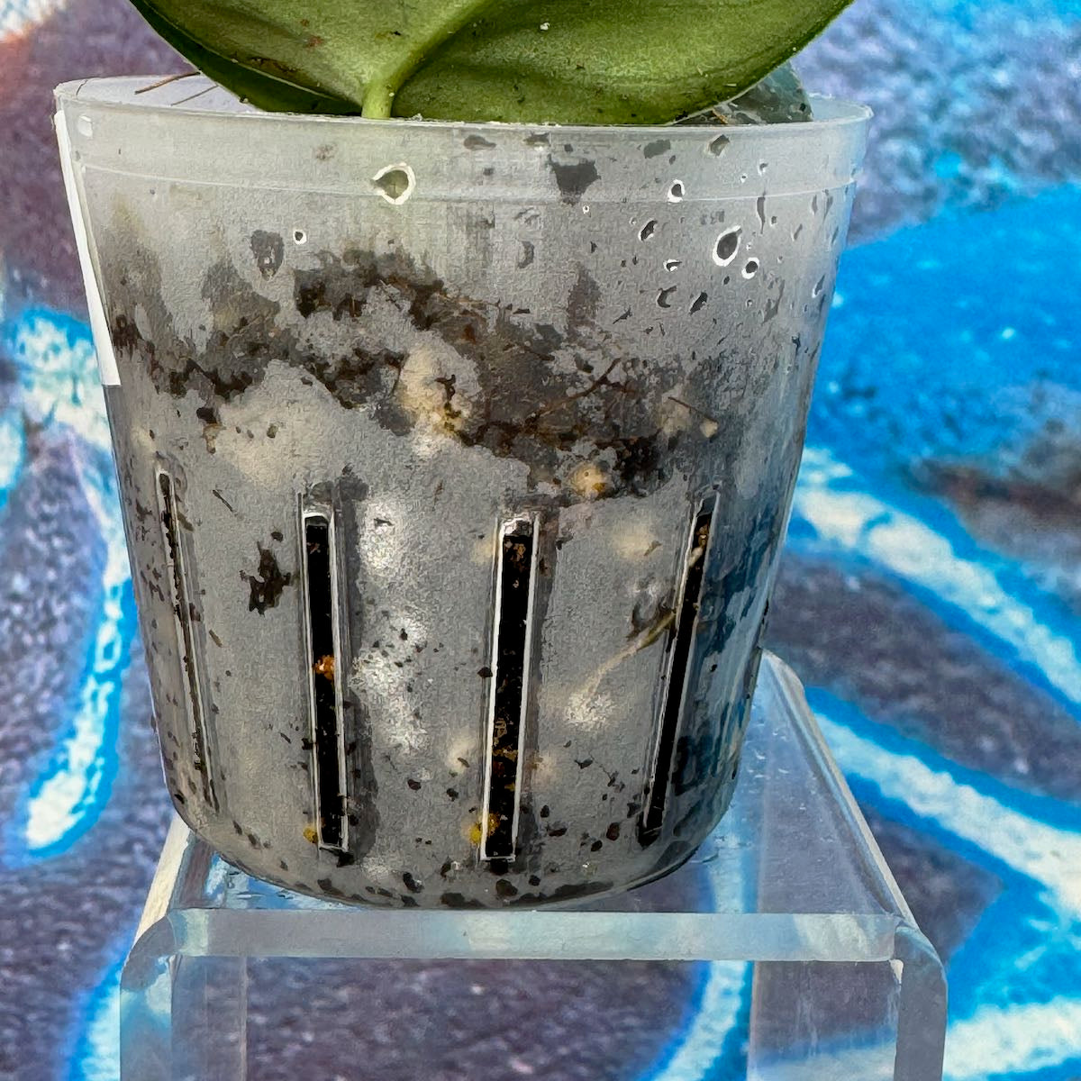 Scindapsus Dark Princess Tricolor NOID - SCDP000053