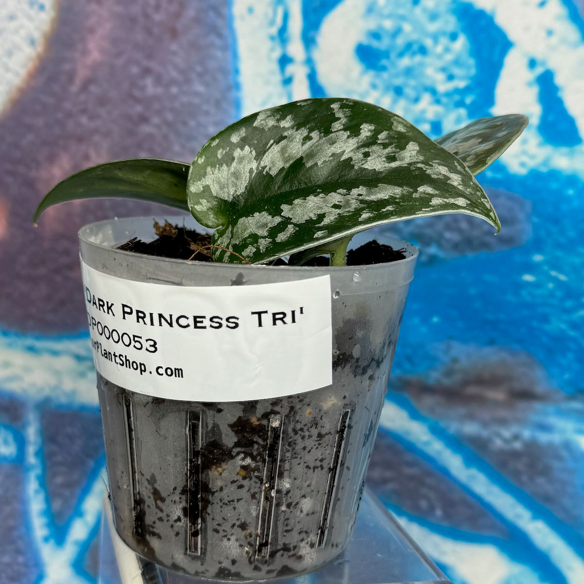 Scindapsus Dark Princess Tricolor NOID - SCDP000053