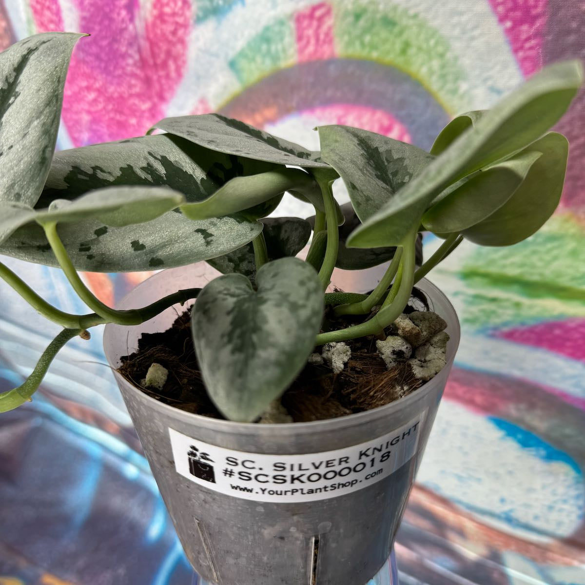 Scindapsus Silver Knight - SCSK000018