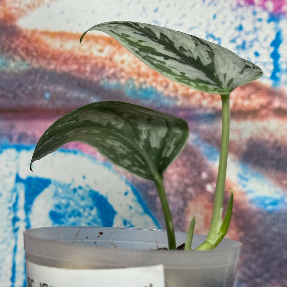 Scindapsus 'Silver Swan' - #SCSW000012