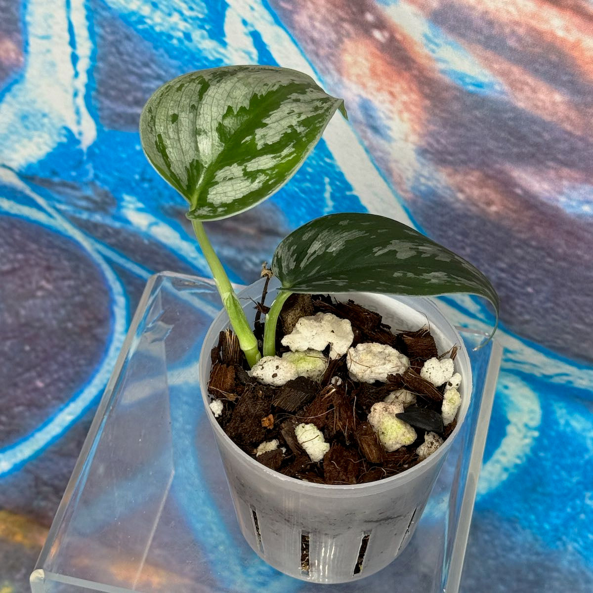 Scindapsus 'Silver Swan' - #SCSW000013