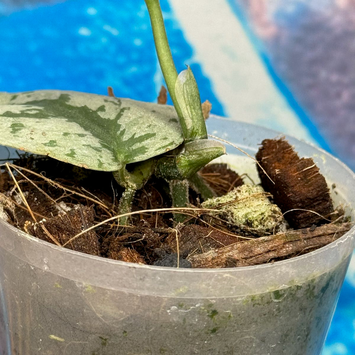 Scindapsus Silver Knight - SCSK000021