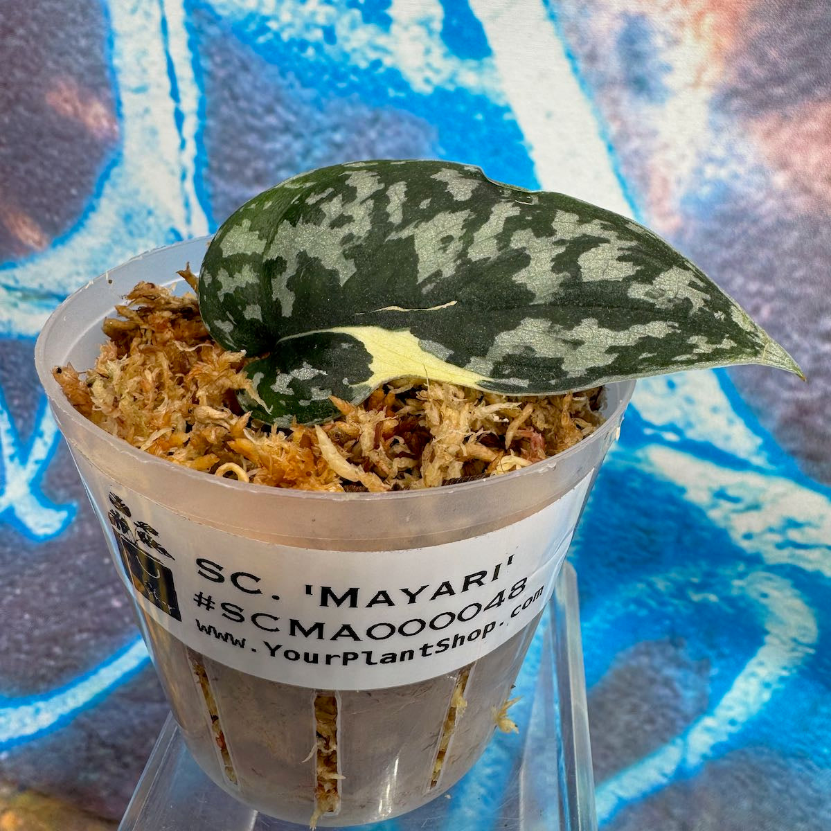 Scindapsus 'Mayari' - SCMA000048