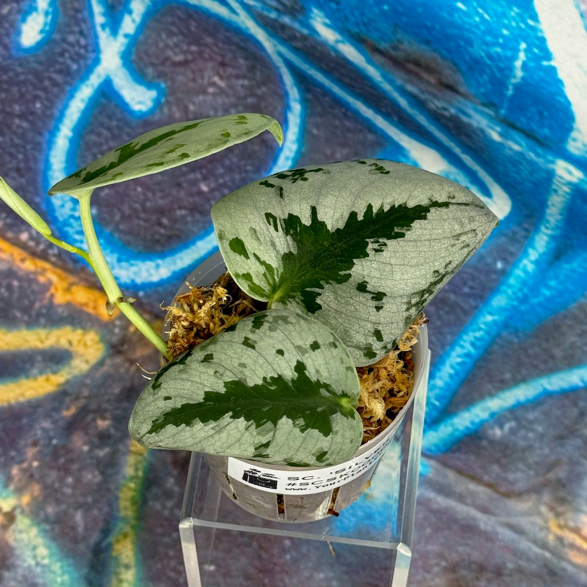 Scindapsus Silver Knight - SCSK000022