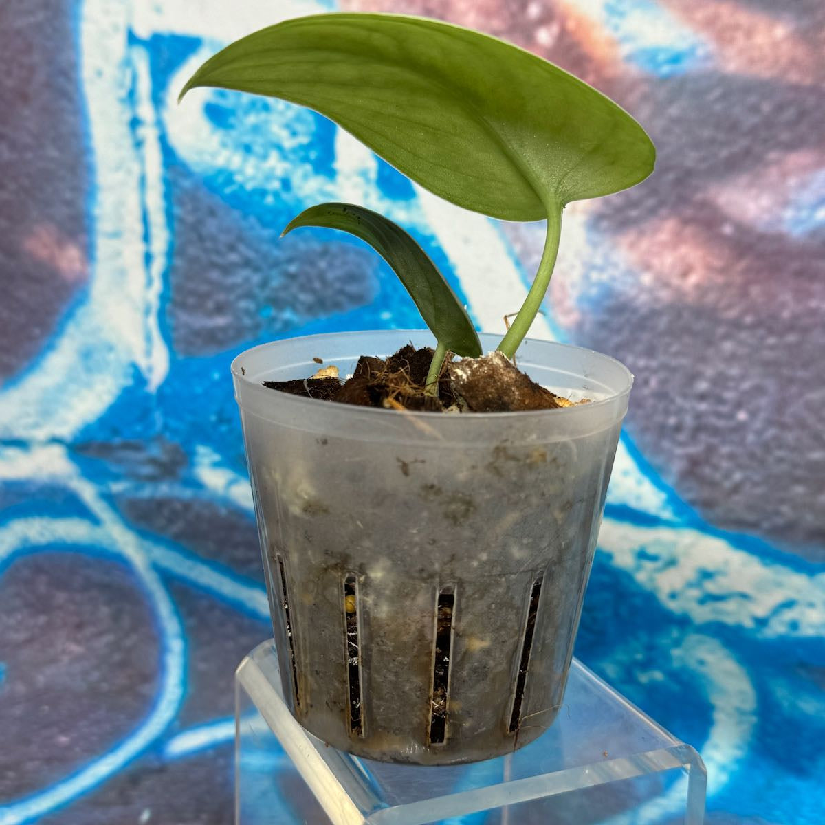 Scindapsus 'Silver Cloud' - #SCSC000023