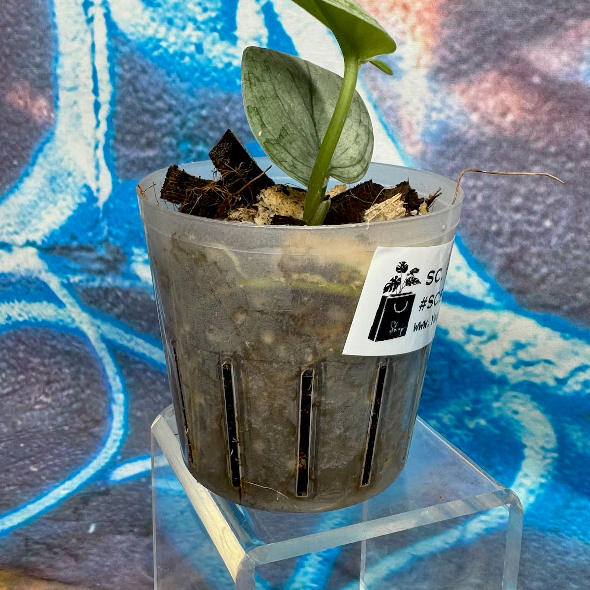 Scindapsus 'Silver Cloud' - #SCSC000023