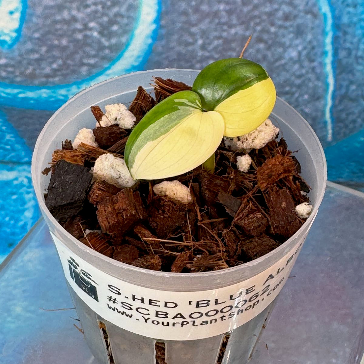 Scindapsus 'Blue Albo' - SCBA000062
