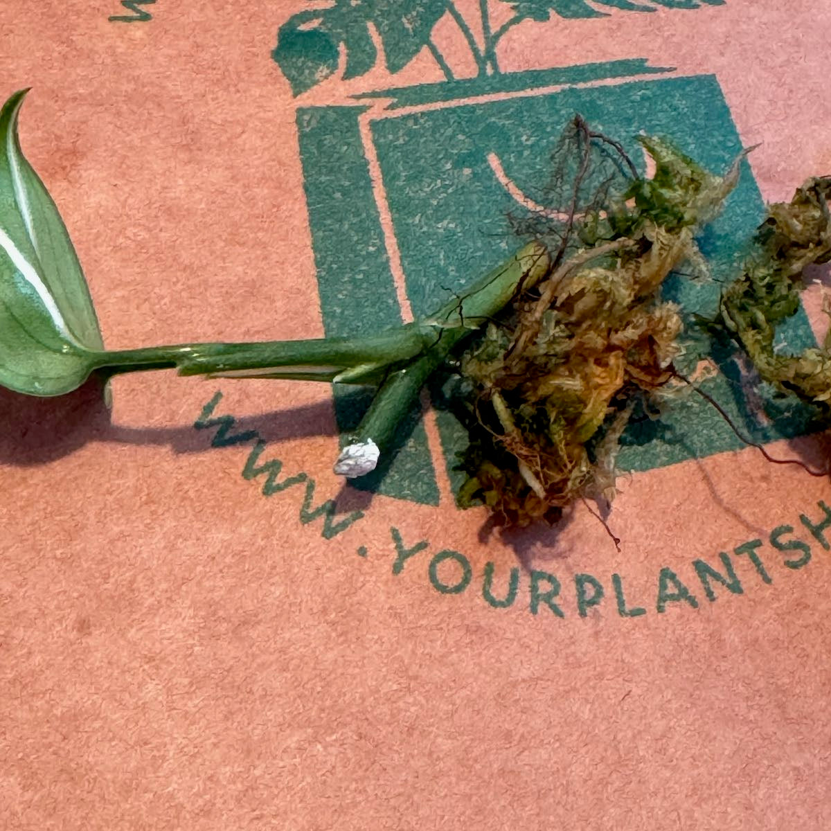 Scindapsus 'Blue Albo' - SCBA000033